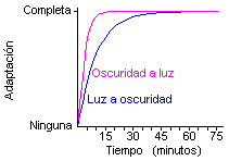 Curvas de adaptación del ojo.